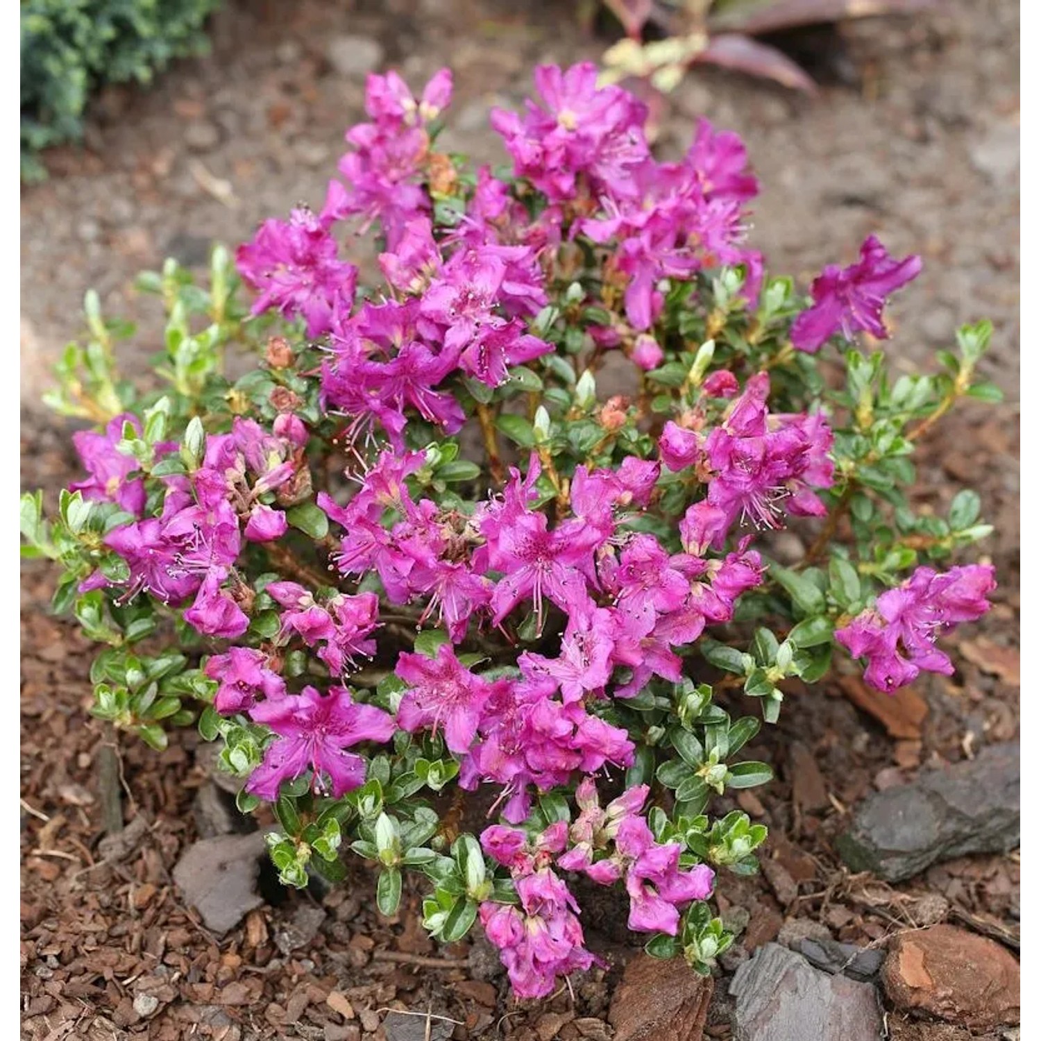 Kriech und Zwerg Rhododendron Select 10-15cm - Rhododendron radistrotum günstig online kaufen