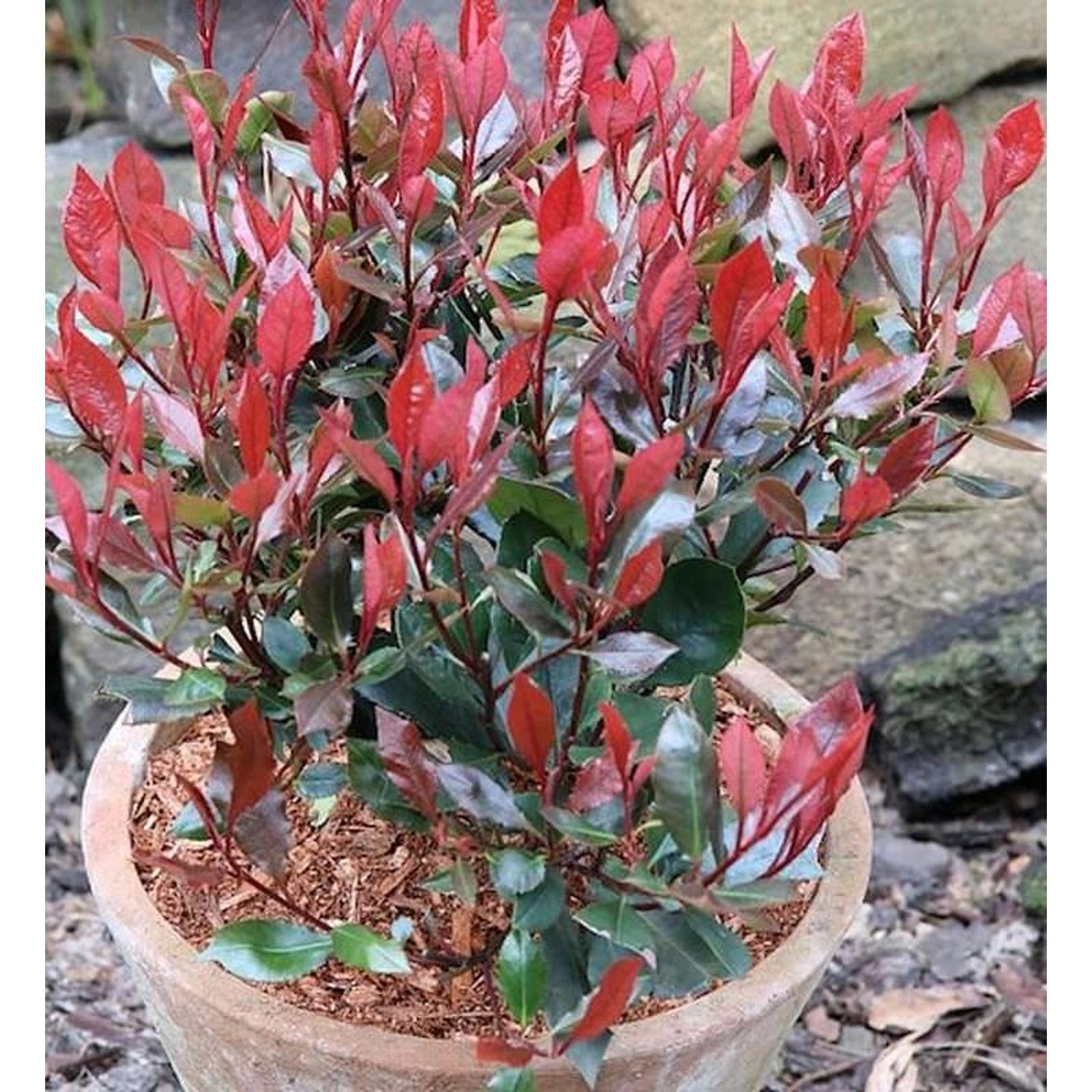 Glanzmispel Little Red Robin 60-80cm - Photinia fraseri günstig online kaufen