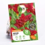 Verpackung rote, gefüllte Freesien Blumenzwiebeln von GROW by OBI, Blütezeit Juli bis September.