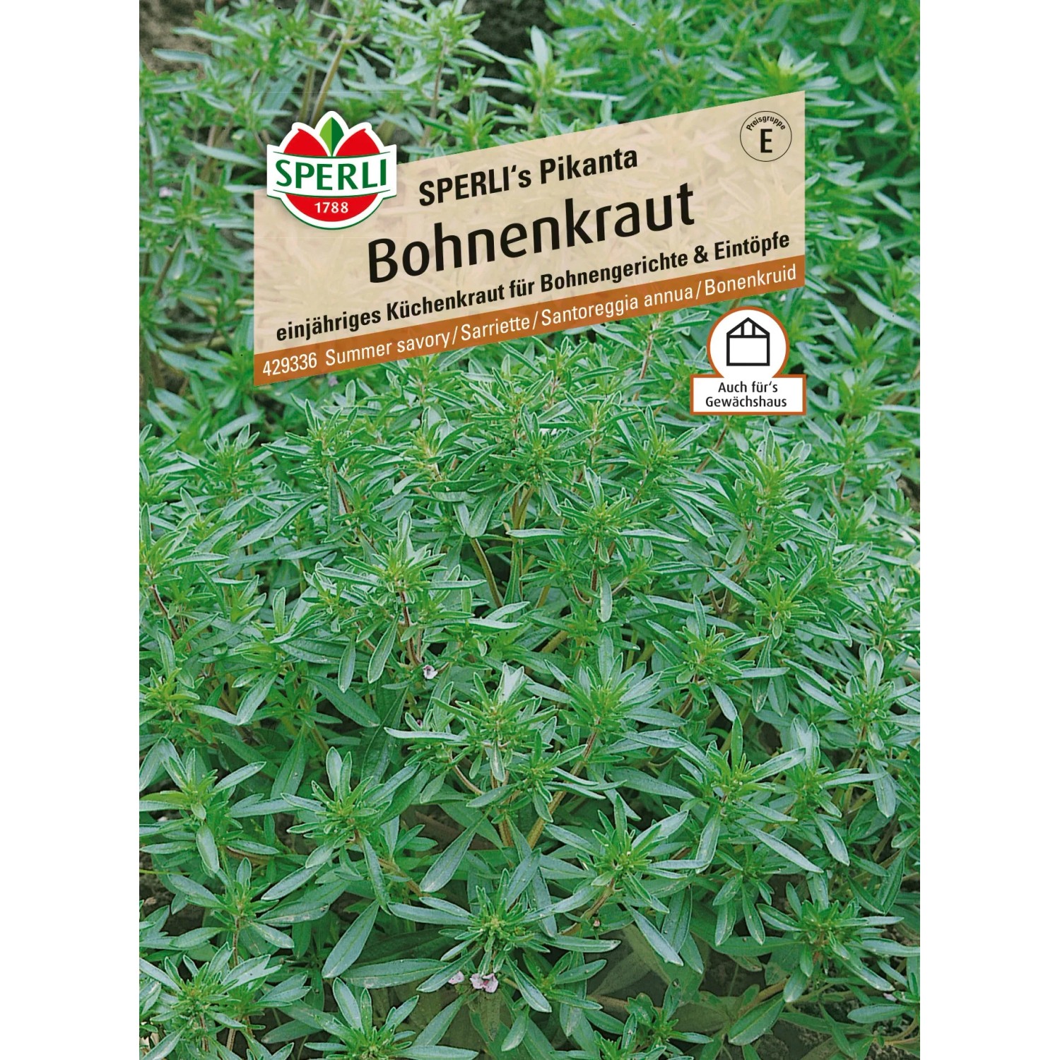 Sperli Bohnenkraut "Sperli's Pikanta"