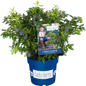 Heidelbeere Lucky Berry im Topf, ca. 30-40 cm hoch, mit reifen, blauen Früchten.