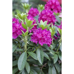 Nahaufnahme eines blühenden, roten Rhododendron Hybr. Renata Strauchs mit grünen Blättern.