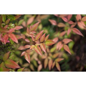 Nahaufnahme des Himmelsbambus 'Gulf Stream' mit rot-grünem Laub. Kompakter Strauch für Garten und Kübel.