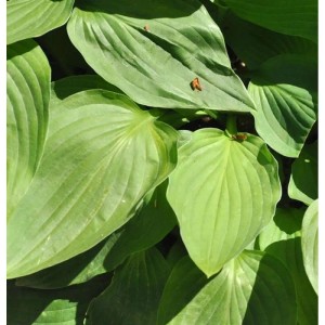 Nahaufnahme der Graublattfunkie Dr. Simon (Hosta tardiana) mit grünen Blättern.