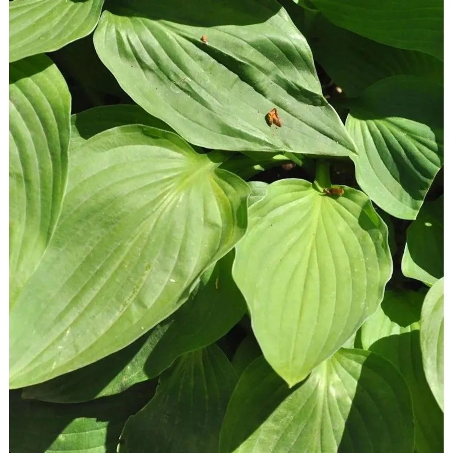 Graublattfunkie Dr. Simon - Hosta tardiana