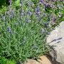 Blühender, echter Lavendel (Lavandula Angustifolia) im Garten, Topfgröße ca. 13 cm.