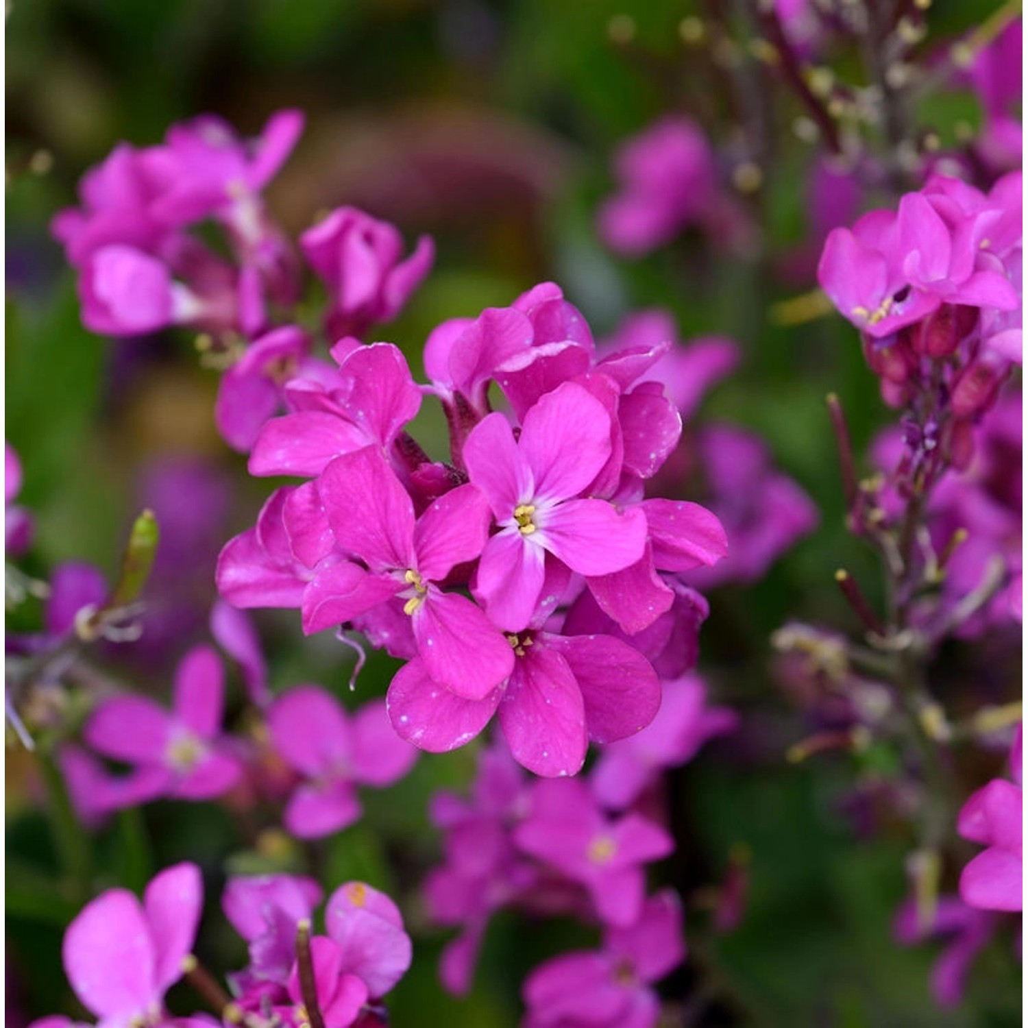 Garten Gänsekresse Frühlingszauber - Arabis blepharophylla günstig online kaufen