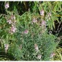 Italienisches Leinkraut 'Canon J. Want' (Linaria purpurea) Staude mit rosa-lila Blüten.