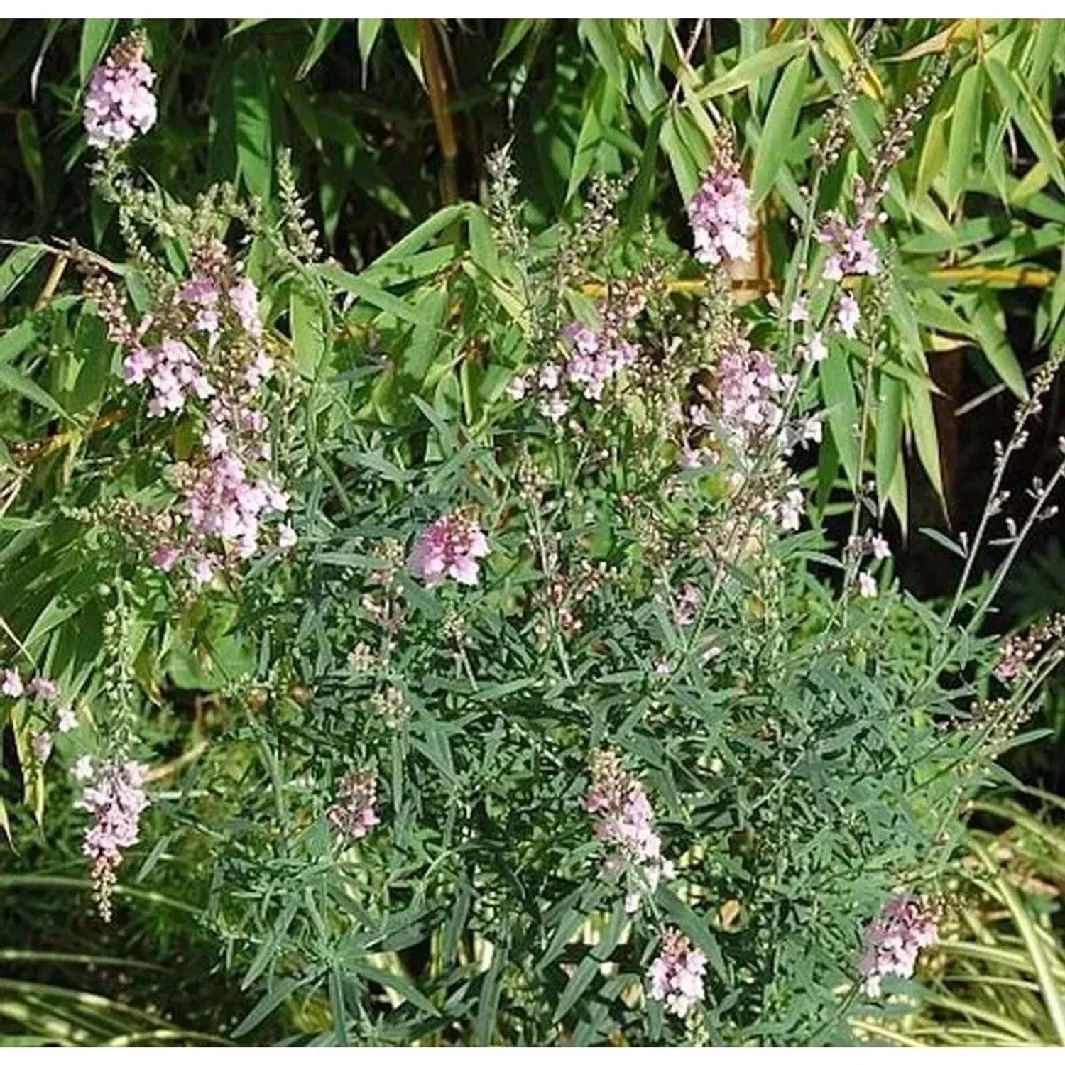 Italienisches Leinkraut Canon J. Want - Linaria purpurea