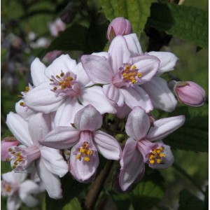 Nahaufnahme der zartrosa Blüten der Rosendeutzie (Deutzia hybrida).