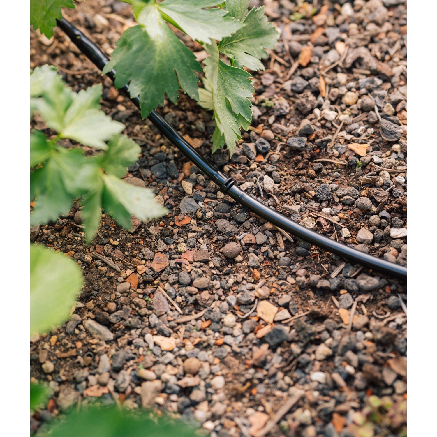 Geka Drip Set Bewässerungssystem im Gemüsebeet, Tropfrohr Ø 6 mm.
