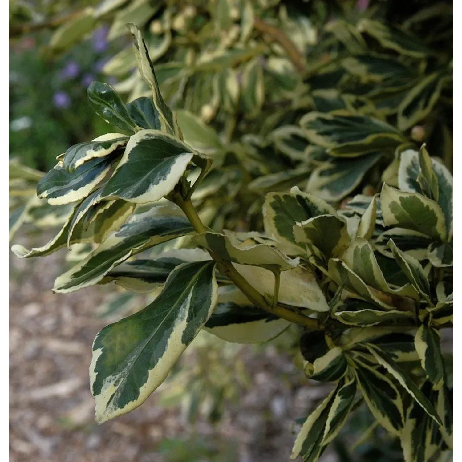 Spindelstrauch White Spire 25-30cm - Euonymus japonicus