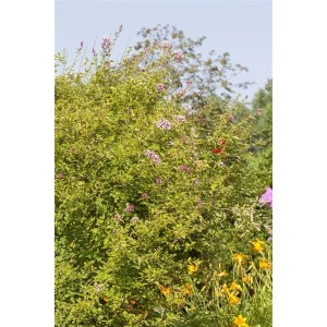 Blühender Syringa Microphylla Flieder mit rosa Blüten und grünen Blättern, Stammhöhe 100 cm.