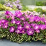 Detailaufnahme der Mittagsblume Coopers Violett im Topf, violette Blüten und grüne Blätter.
