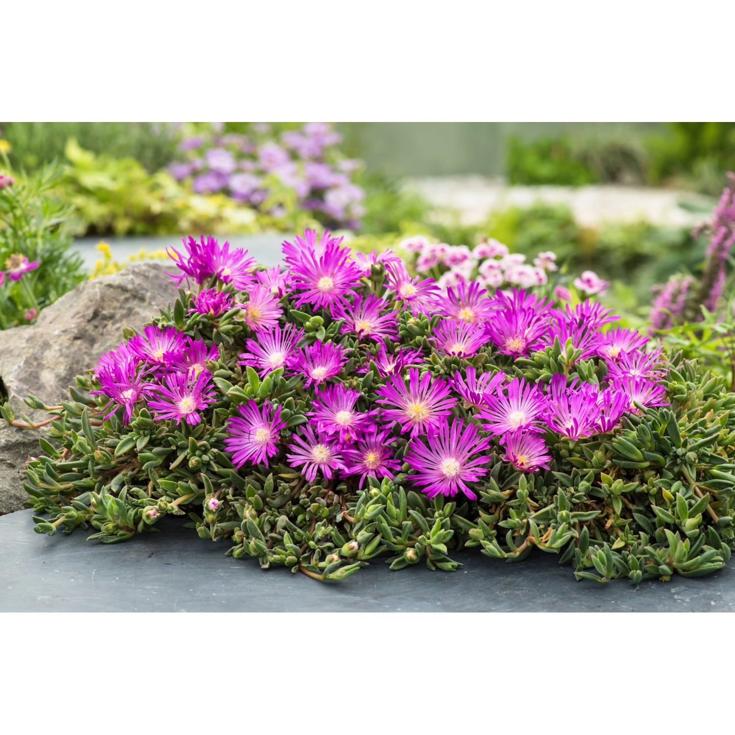 Mittagsblume Coopers Violett Topf-Ø ca. 9 cm x 9 cm Delosperma günstig online kaufen