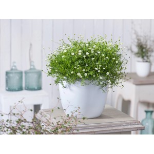 Sternmoos (Sagina) im Topf, ca. 12 cm Durchmesser, mit kleinen weißen Blüten.