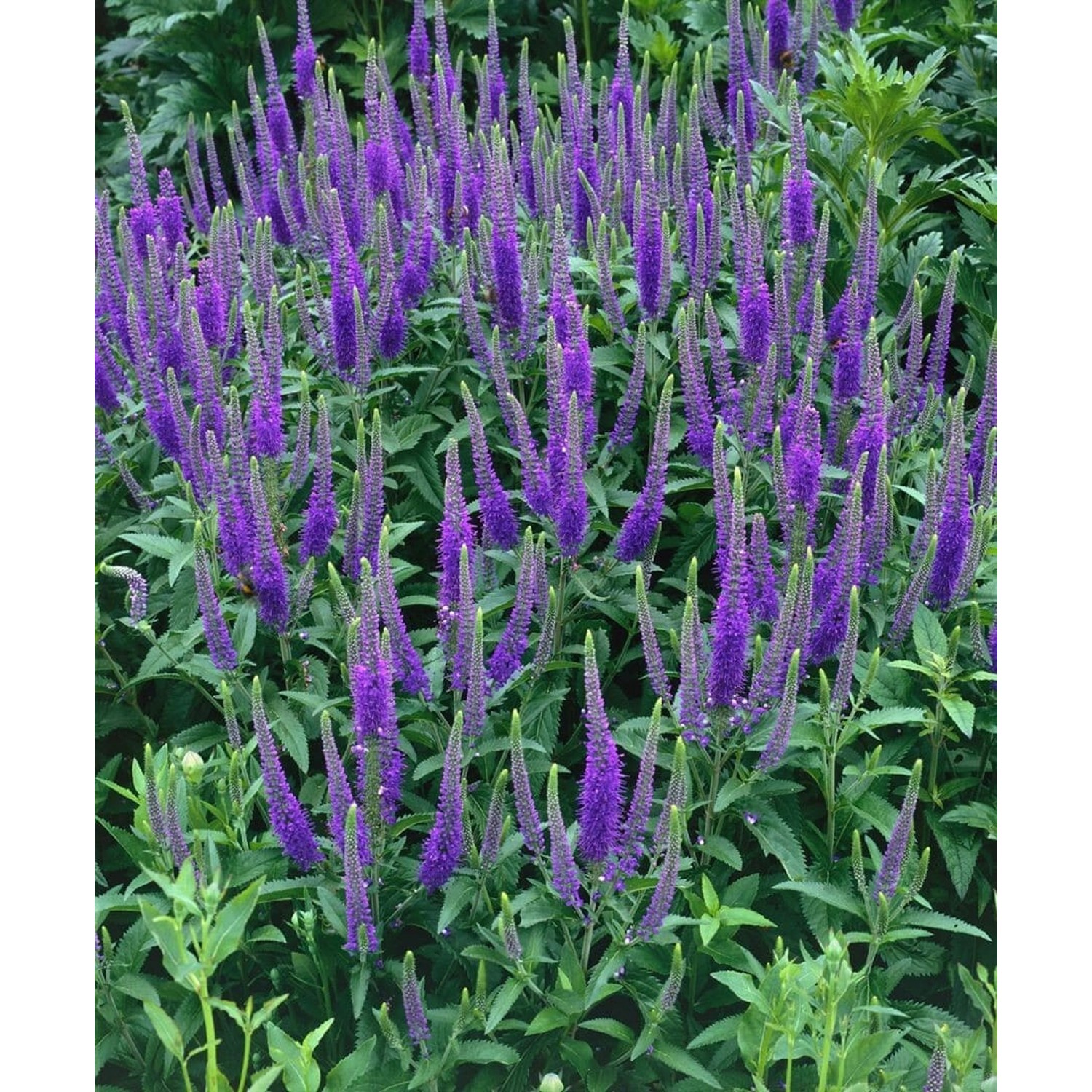 Blühender Ehrenpreis 'Blauriesin' (Veronica Longifolia) im 9x9 cm Topf. Blaue Blütenstände.