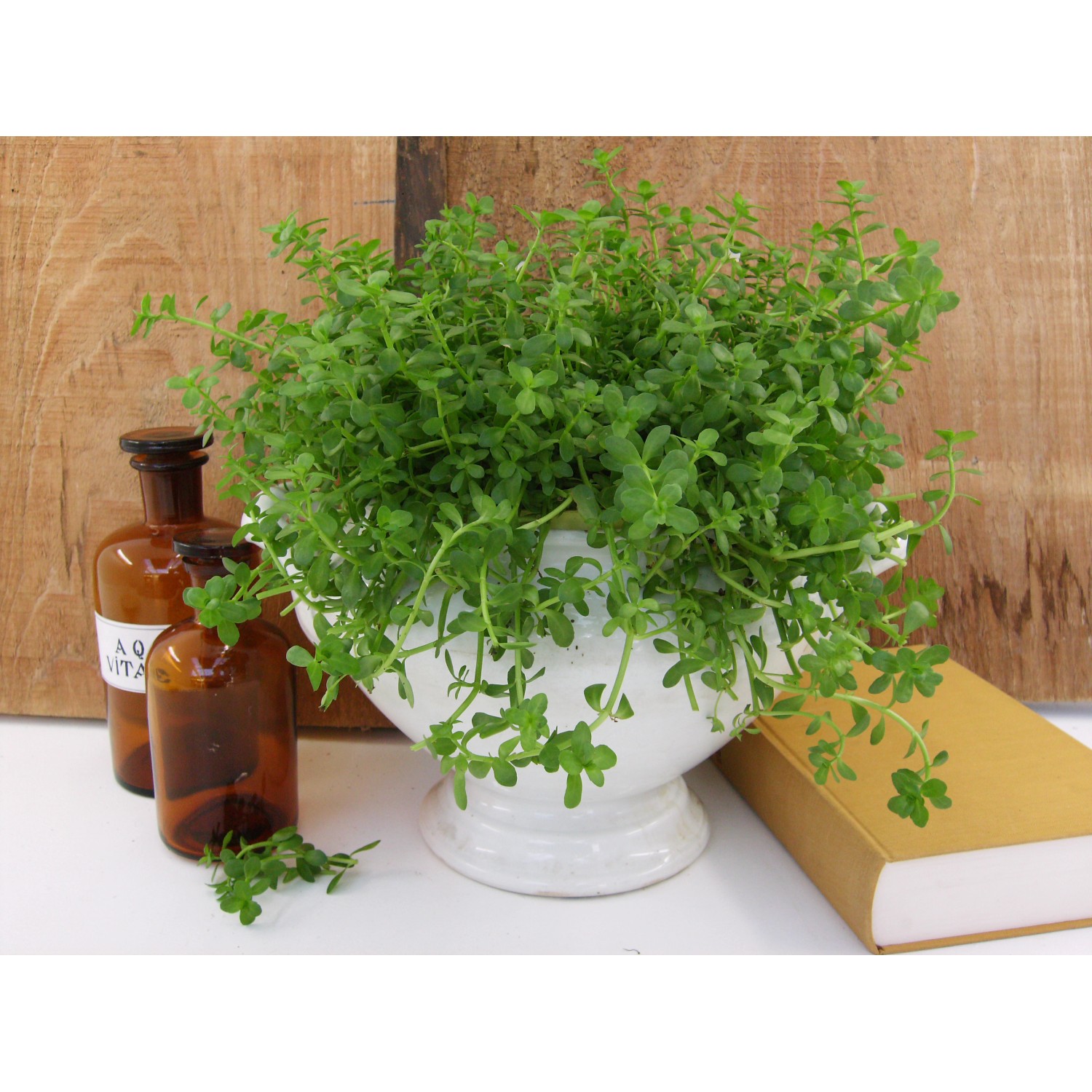 Blu Gedächtnis-Stütz im Topf (Ø 12cm) mit grünen Blättern in weißem Topf.