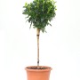GROW by OBI Mini-Stamm im Topf, ca. 80cm hoch. Stämmchen für Beet, Balkon oder Terrasse.