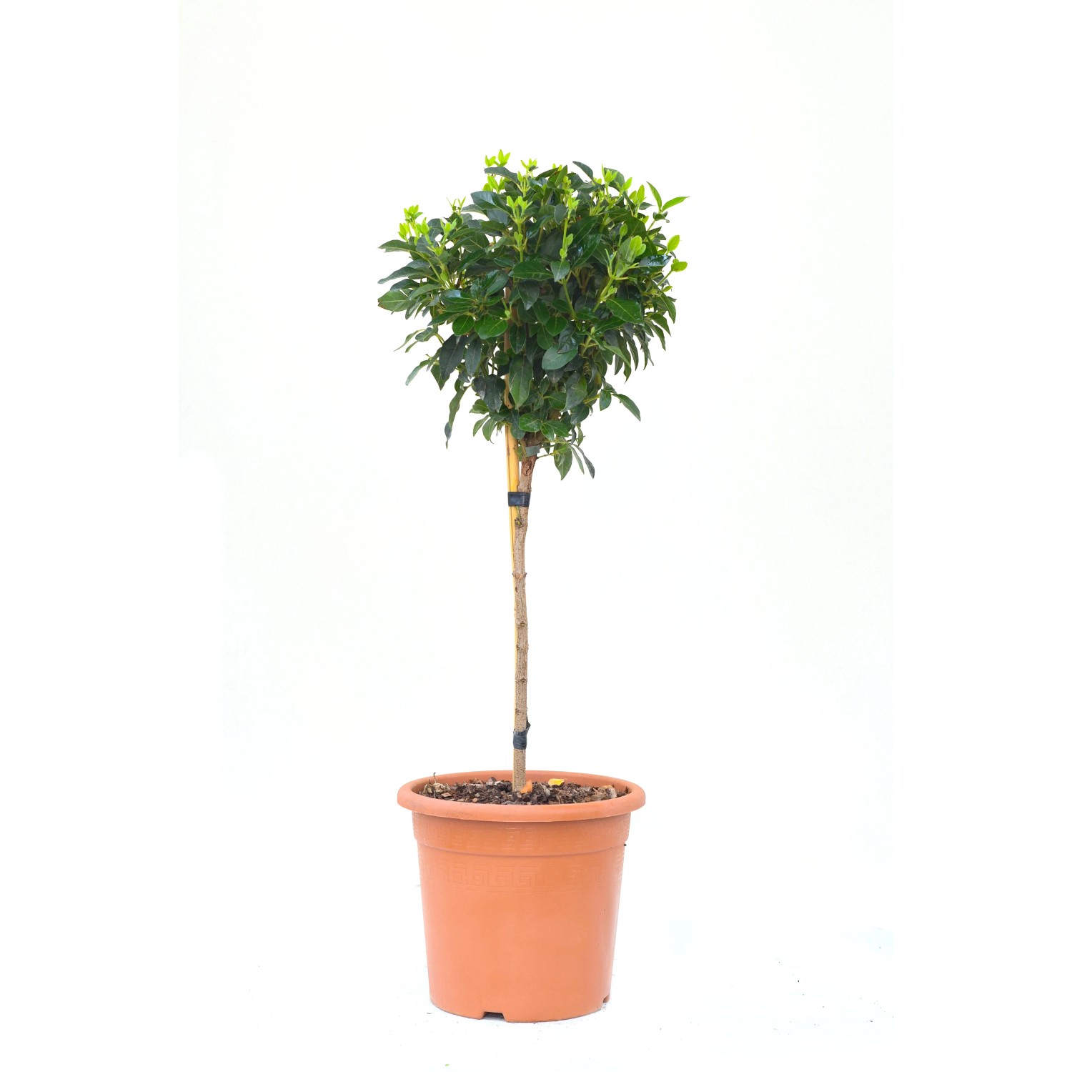 GROW by OBI Mini-Stamm im Topf, ca. 80cm hoch. Stämmchen für Beet, Balkon oder Terrasse.