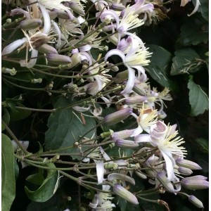 Staudenclematis Mrs. Robert Brydon, eine Kletterpflanze mit weißen Blüten.