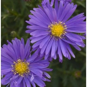 Nahaufnahme von zwei blau-violetten Kissenastern mit gelber Mitte.