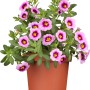 Zauberglöckchen 'Fancy Francy' im Topf, rosa-lila Blüten mit gelber Mitte. Hängepflanze für Balkon und Terrasse.