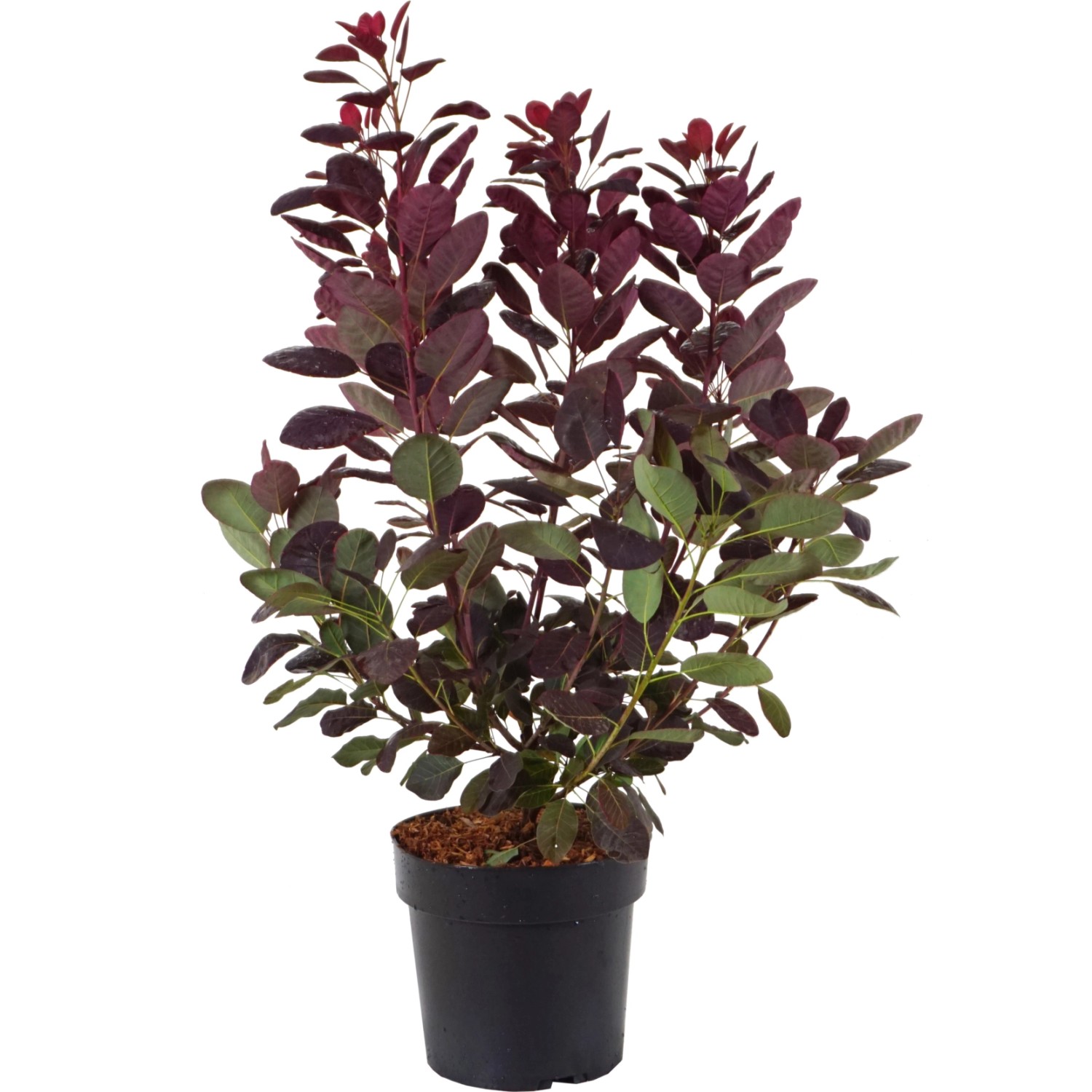 Roter Perückenstrauch Royal Purple Höhe ca. 40-60 cm Topf ca. 4,5 l günstig online kaufen