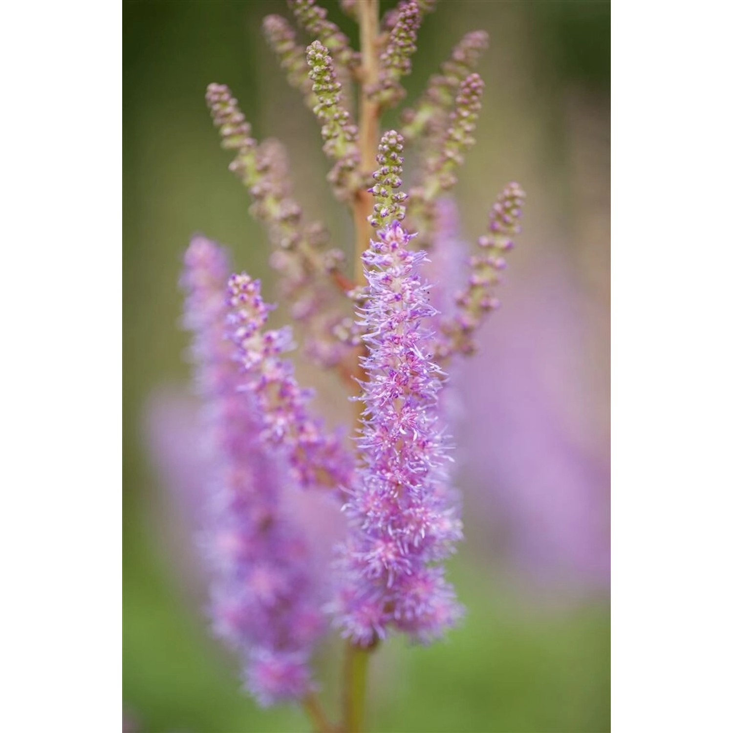 Astilbe Chinensis Var.pumila Zwerg Astilbe Ca. 9x9 cm Topf günstig online kaufen