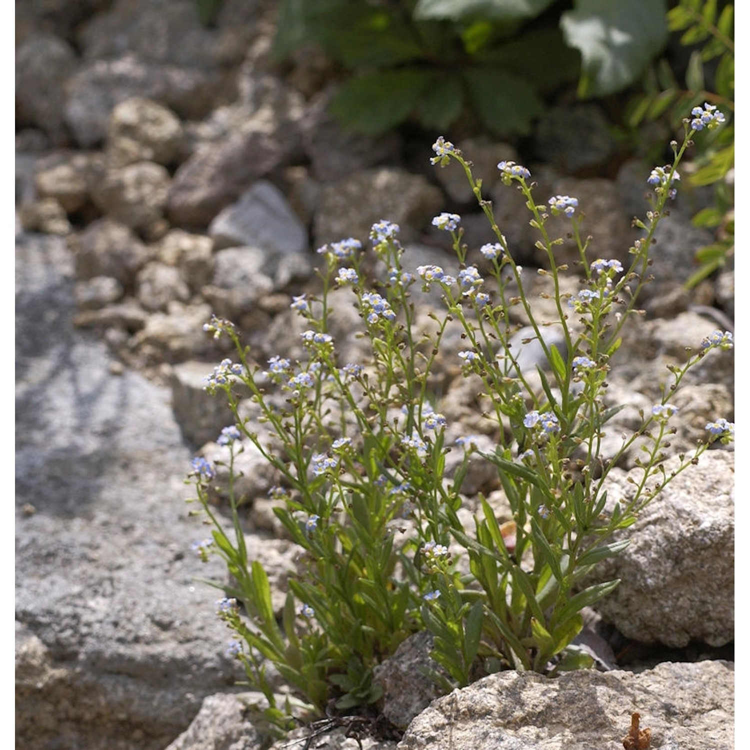 Sumpfvergißmeinnicht - Myosotis scorpioides günstig online kaufen