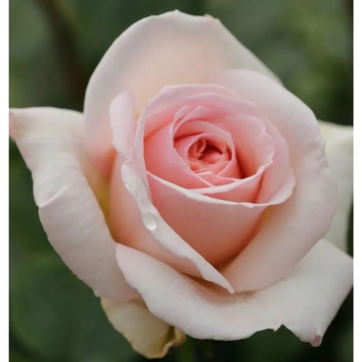 Kletterrose Penny Lane 30-60cm