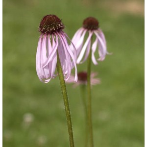 Bleicher Sonnenhut Hula Dancer - Echinacea pallida