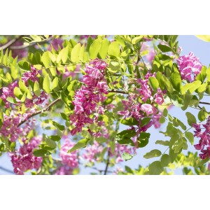 Rosa Robinie (Robinia hispida Macrophylla) mit rosa Blüten und grünen Blättern vor blauem Himmel.