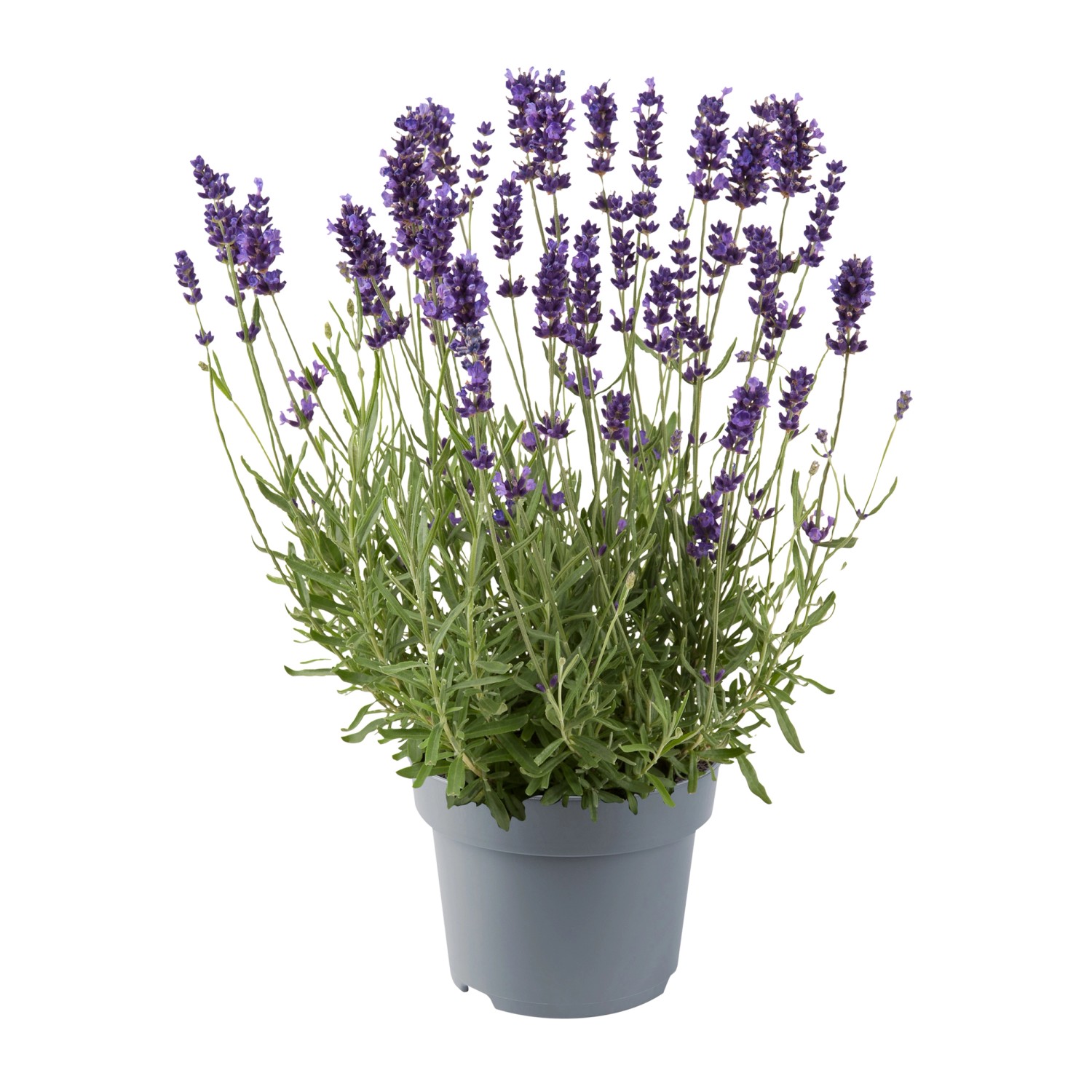 Lavendel winterhart kaufen bei OBI
