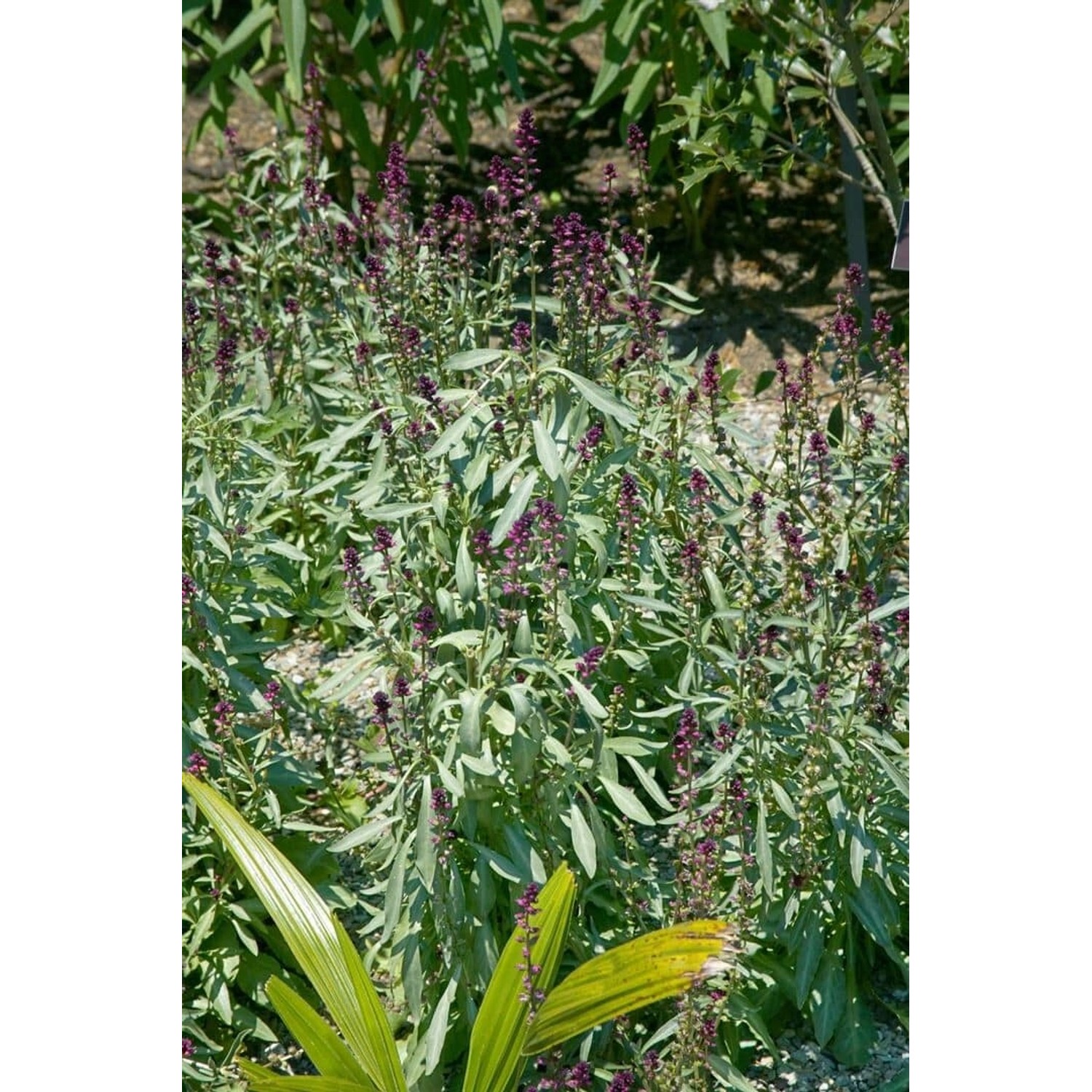 Lysimachia Atropurpurea Purpur-Felberich Ca. 9x9 cm Topf günstig online kaufen