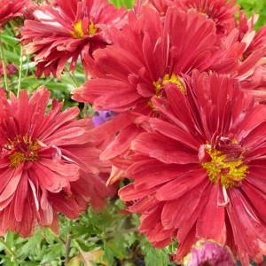 6 x Chrysantheme 'Duchess of Edinburgh' Chrysanthemum Topf 9cm Herbstblüher