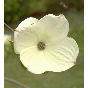 Detailaufnahme einer weißen Blüten Hartriegel 'White Wonder' Blüte mit braunem Zentrum. Ideal für Sträucher.