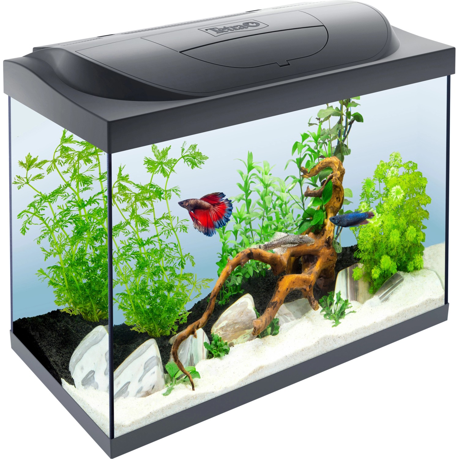 Tetra Starter Line Aquarium LED 80 l kaufen bei OBI