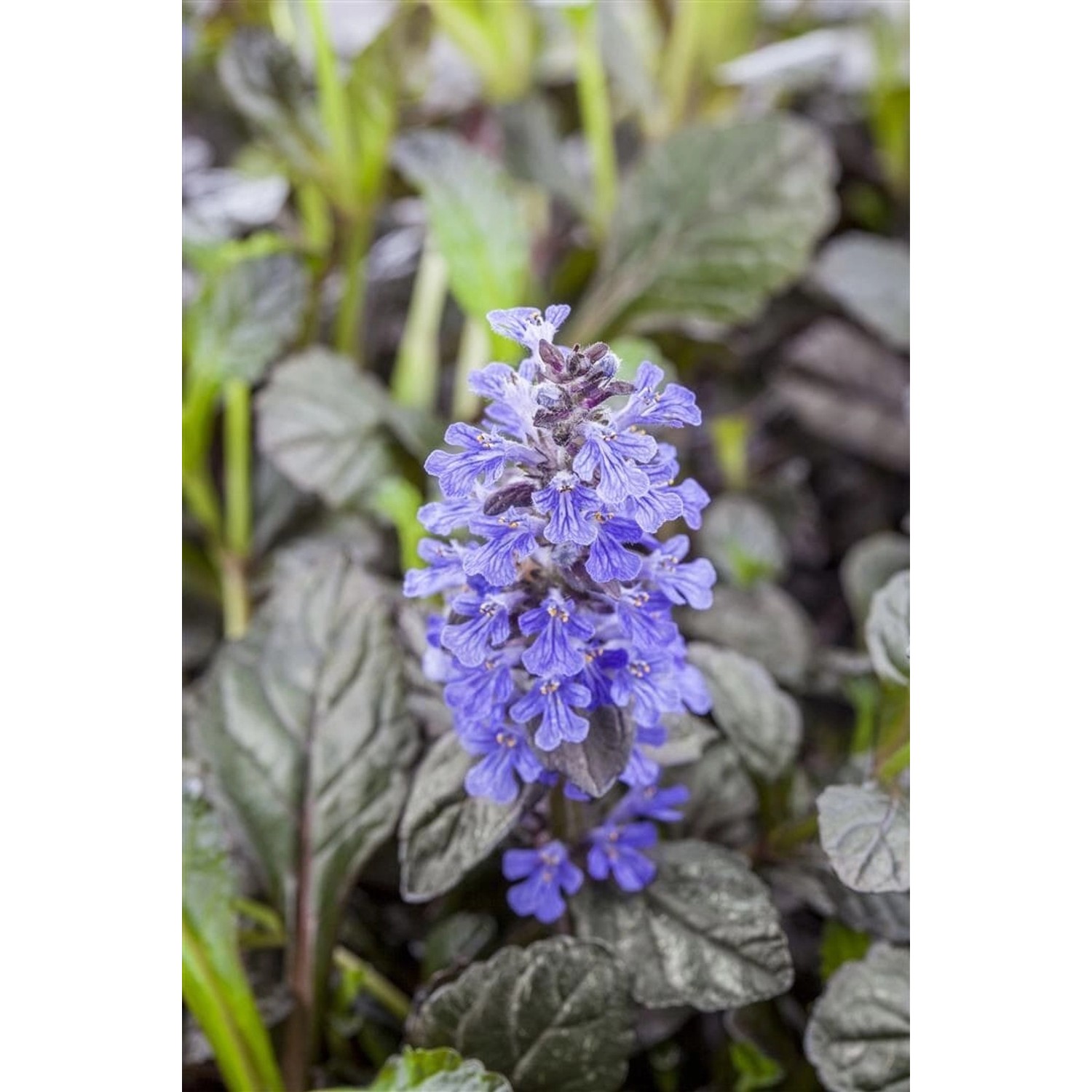Ajuga Reptans Braunherz Günsel Bronzefarben Ca. 9x9 cm Topf günstig online kaufen