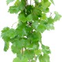 GROW by OBI Wein, ca. 80cm hoch im 6l Topf. Junge Weinrebe mit grünen Blättern.
