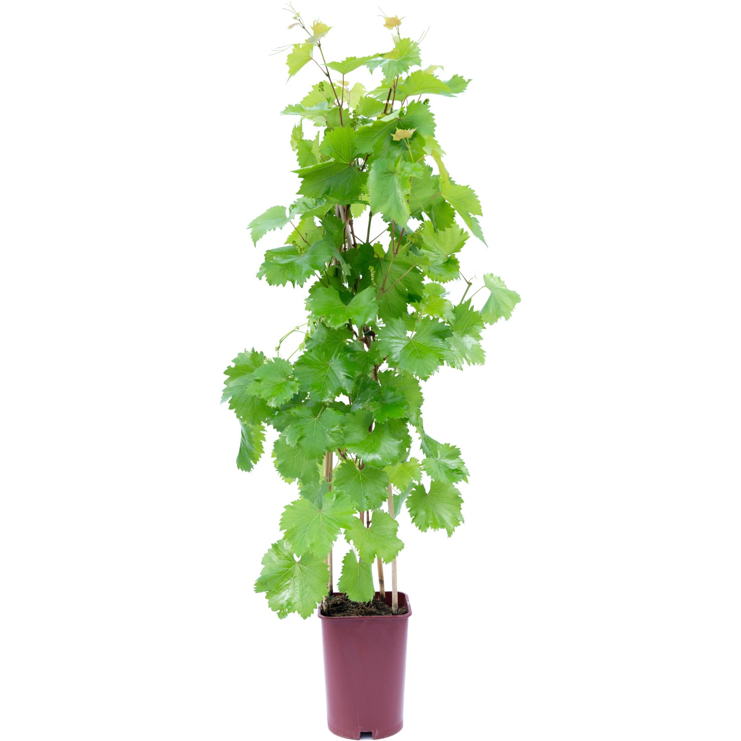 GROW by OBI Wein Höhe ca. 80 cm Topf ca. 6 l Vitis vinifera günstig online kaufen
