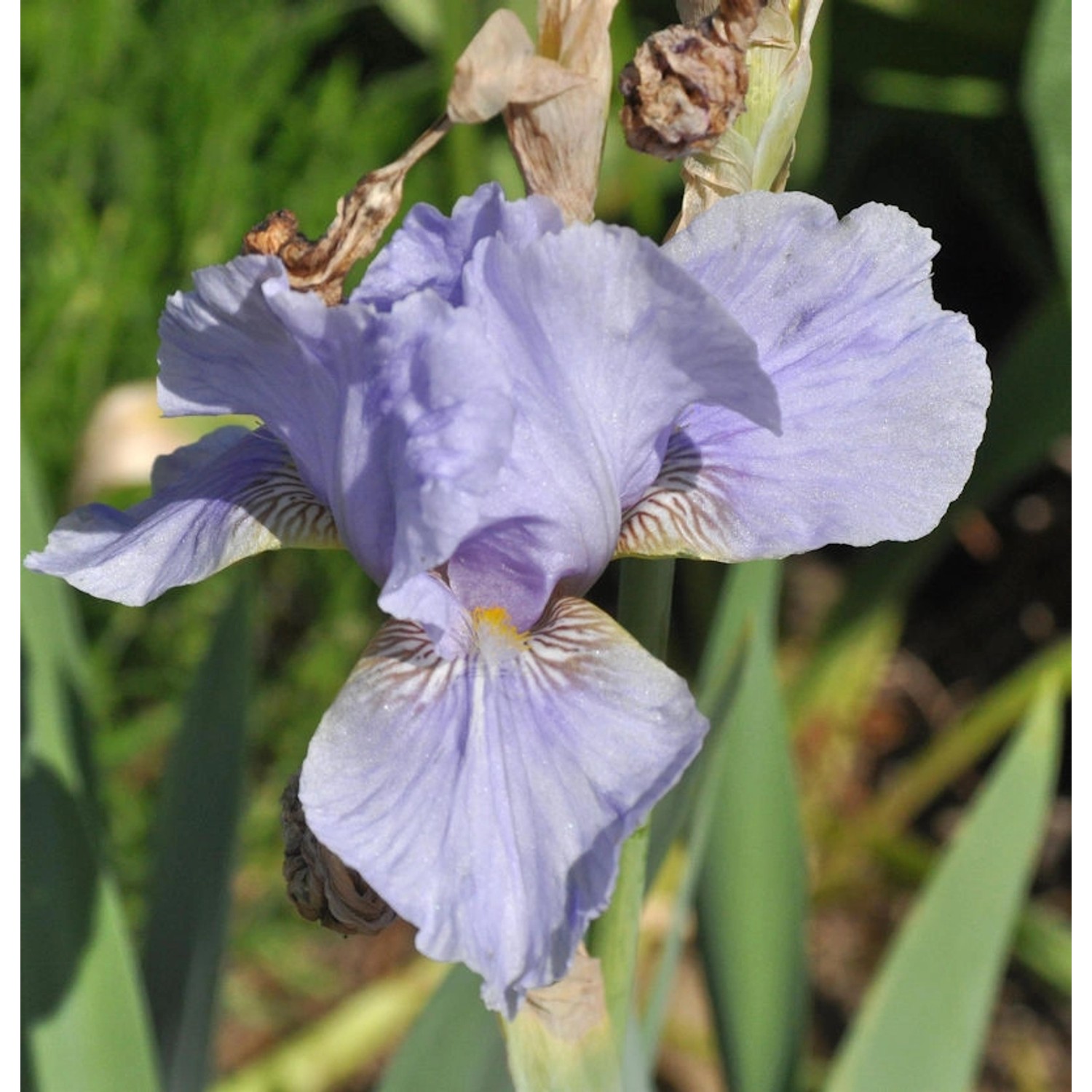 Mittelhohe Schwertlilie Morgendämmerung - Iris barbata günstig online kaufen