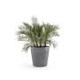 Grauer Ecopots Pflanztopf Amsterdam mit Rollen, Ø 100 cm, mit Pflanze.