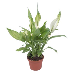 Mini Einblatt (Spathiphyllum) im braunen Topf, Zimmerpflanze mit weißen Blüten.