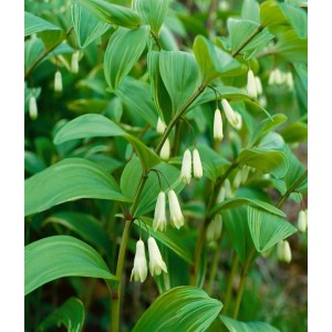 Nahaufnahme des Kleinen Salomonssiegel (Polygonatum humile) mit weißen Blüten im Topf.