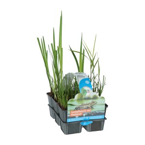 Teichpflanzen-Set, 6er-Pack im Topf (Ø 9cm), verschiedene Sorten für den Gartenteich.