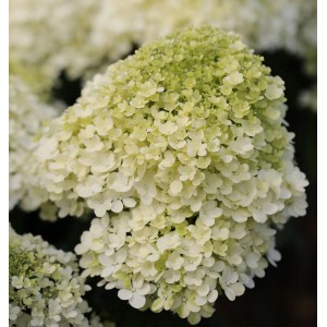 Nahaufnahme der weißen Blüte der Rispenhortensie Bobo, eine elegante Gartenpflanze.