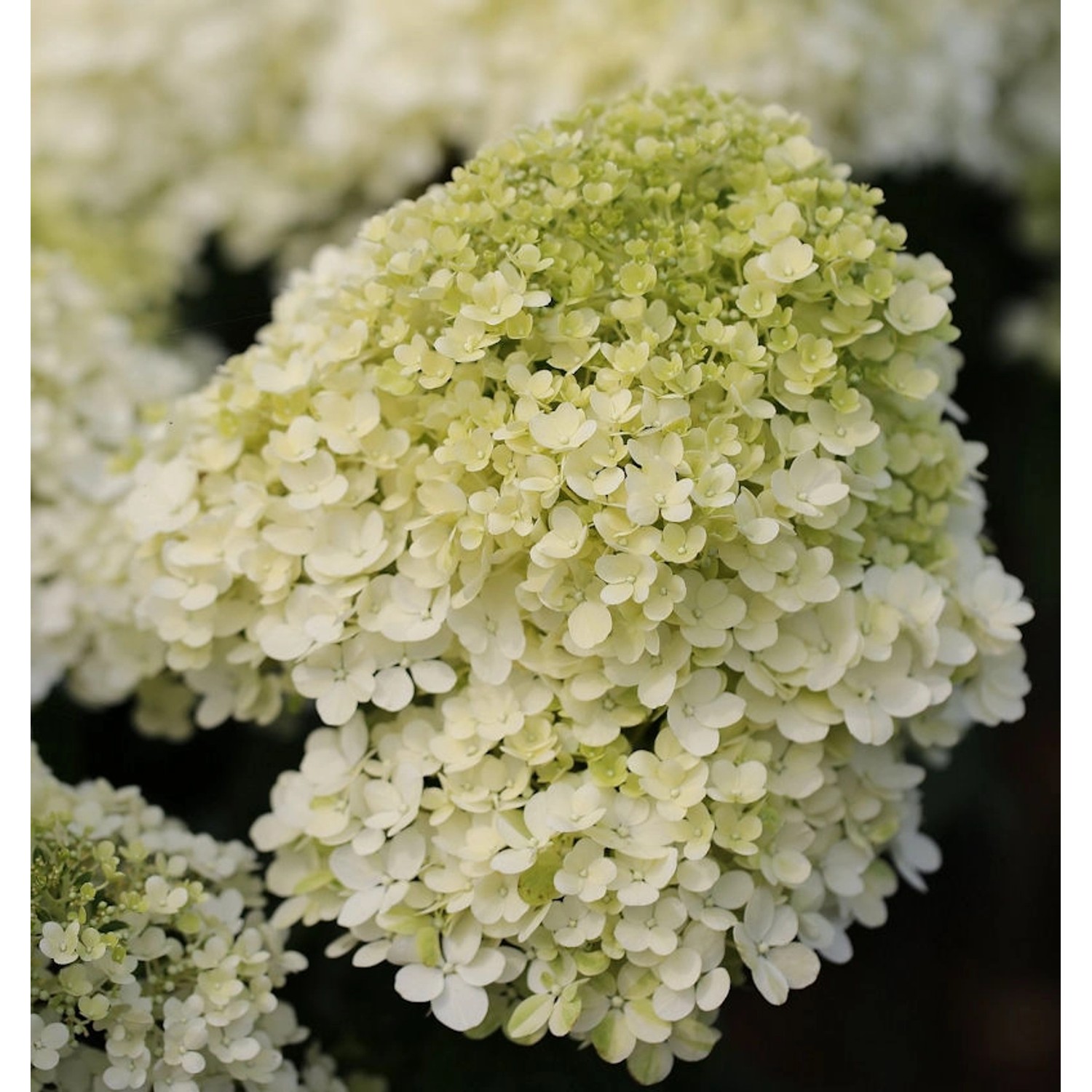 Hochstamm Rispenhortensie Bobo 40-60cm - Hydrangea paniculata günstig online kaufen