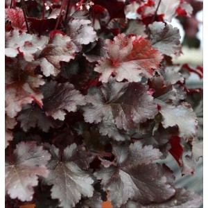 Purpurglöckchen 'Black Beauty' im Topf, dunkellaubige Staude mit filigranen Blüten.