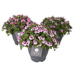 Drei Edel-Geranien Bella Donna Angel im Topf, rosa-lila Blüten, Höhe 35-40 cm.